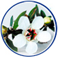 manuka