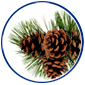 pine-cones